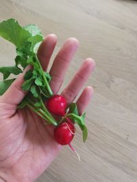 radish